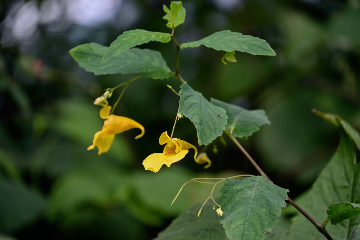 Image of Impatiens noli-tangere specimen.