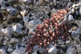 Sedum alberti. Плодоносящее растение на конгломератовом субстрате на склоне сая. Южный Казахстан, Таласский Алатау, подгорная степь, безымянный сай. 13.08.2010.