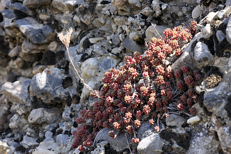 Image of Sedum alberti specimen.