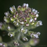 Lepidium campestre. Цветки и бутоны. Крым, Бахчисарайский р-н, окр. пгт Куйбышево, обочина дороги. 07.05.2023.