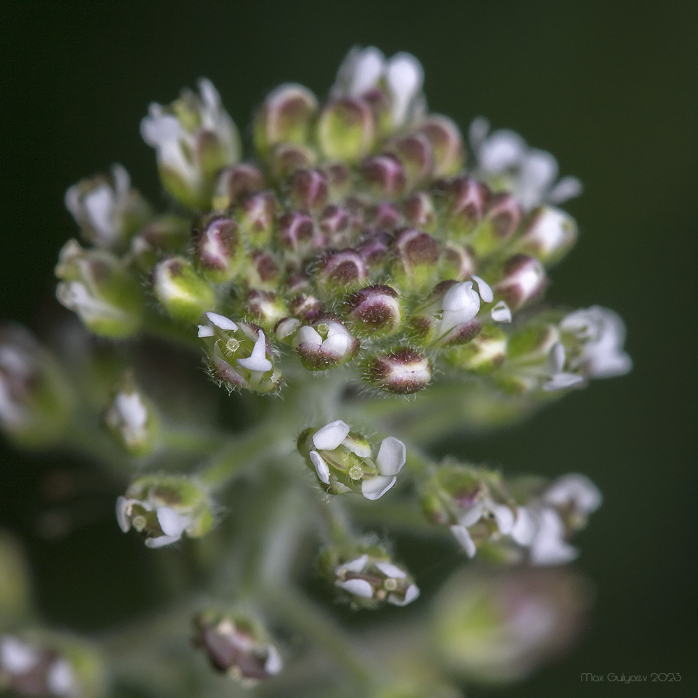 Изображение особи Lepidium campestre.