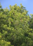 Pinus halepensis. Ветвь с шишками. Южный берег Крыма, пгт Симеиз, в культуре. 22 августа 2019 г.