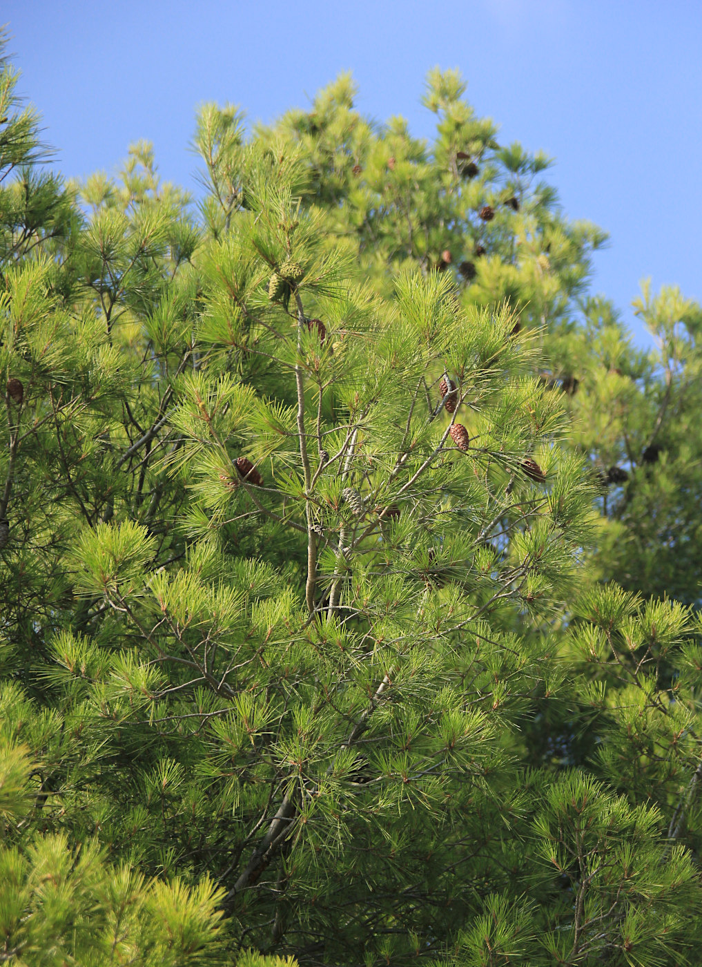 Image of Pinus halepensis specimen.