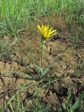 genus Tragopogon. Цветущее растение. Краснодарский край, Успенский р-н, окр. ст-цы Николаевская, степь. 05.05.2023.