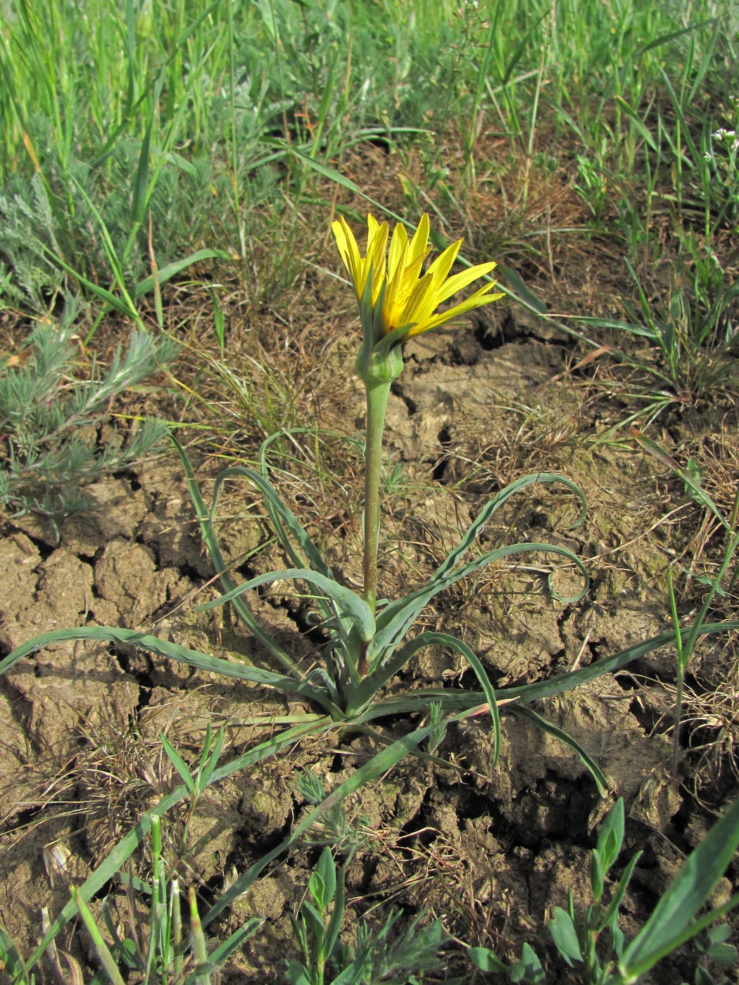 Изображение особи род Tragopogon.