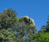 Anredera cordifolia