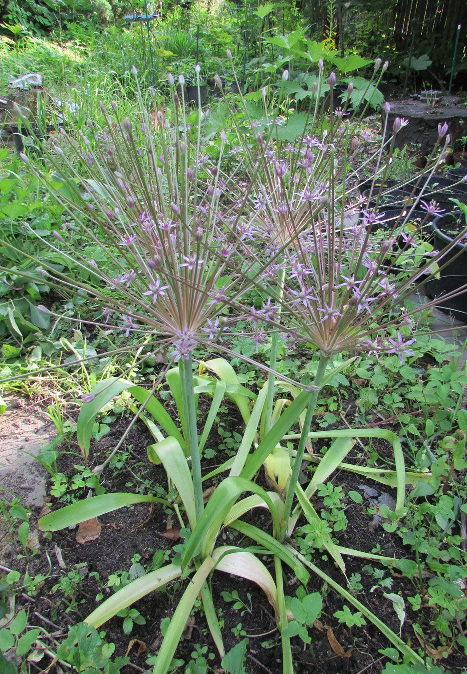 Image of Allium schubertii specimen.