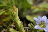 Gentiana squarrosa. Верхушка побега с плодом. Приморье, Хасанский р-н, окр. Славянского гор. пос., юго-восточная сторона полуострова, приморский луговой склон у бровки скального обрыва. 12.07.2023.