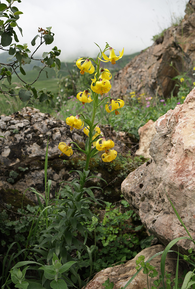 Image of Lilium monadelphum specimen.