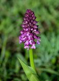 Orchis purpurea подвид caucasica. Верхушка побега с соцветием. Дагестан, Казбековский р-н, долина р. Сулак, Сулакский каньон, ≈ 900 м н.у.м., луговой склон. 01.05.2022.