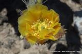 Opuntia engelmannii