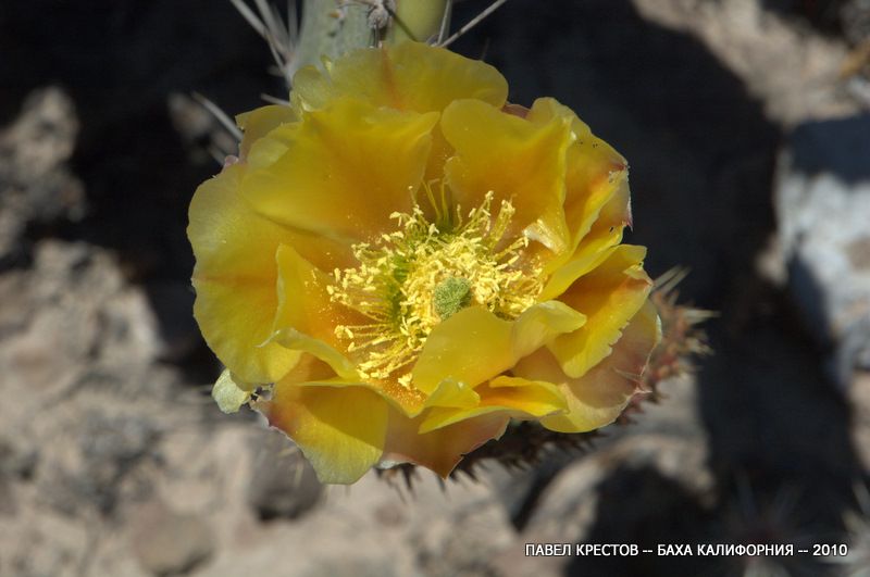 Изображение особи Opuntia engelmannii.