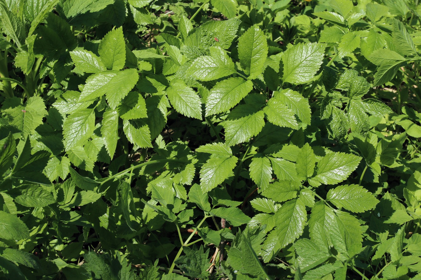 Image of Chaerophyllum aromaticum specimen.