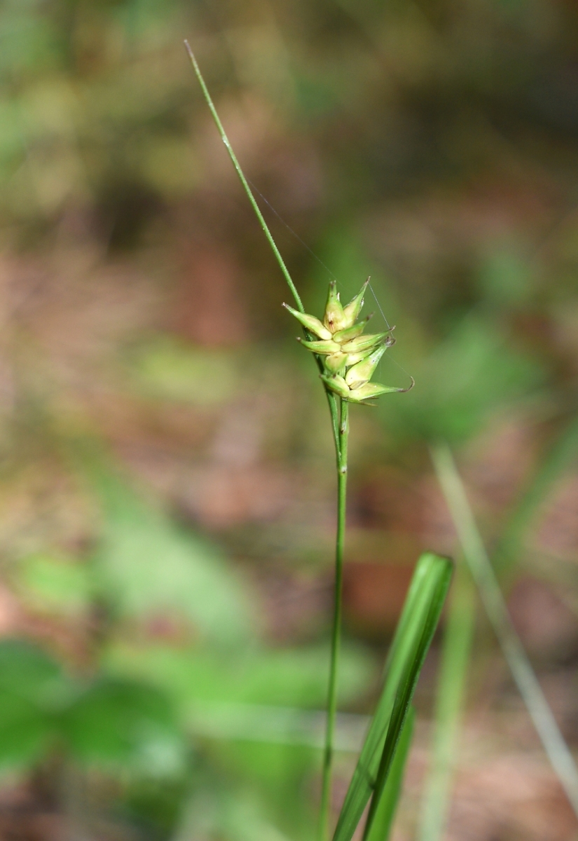 Image of genus Carex specimen.