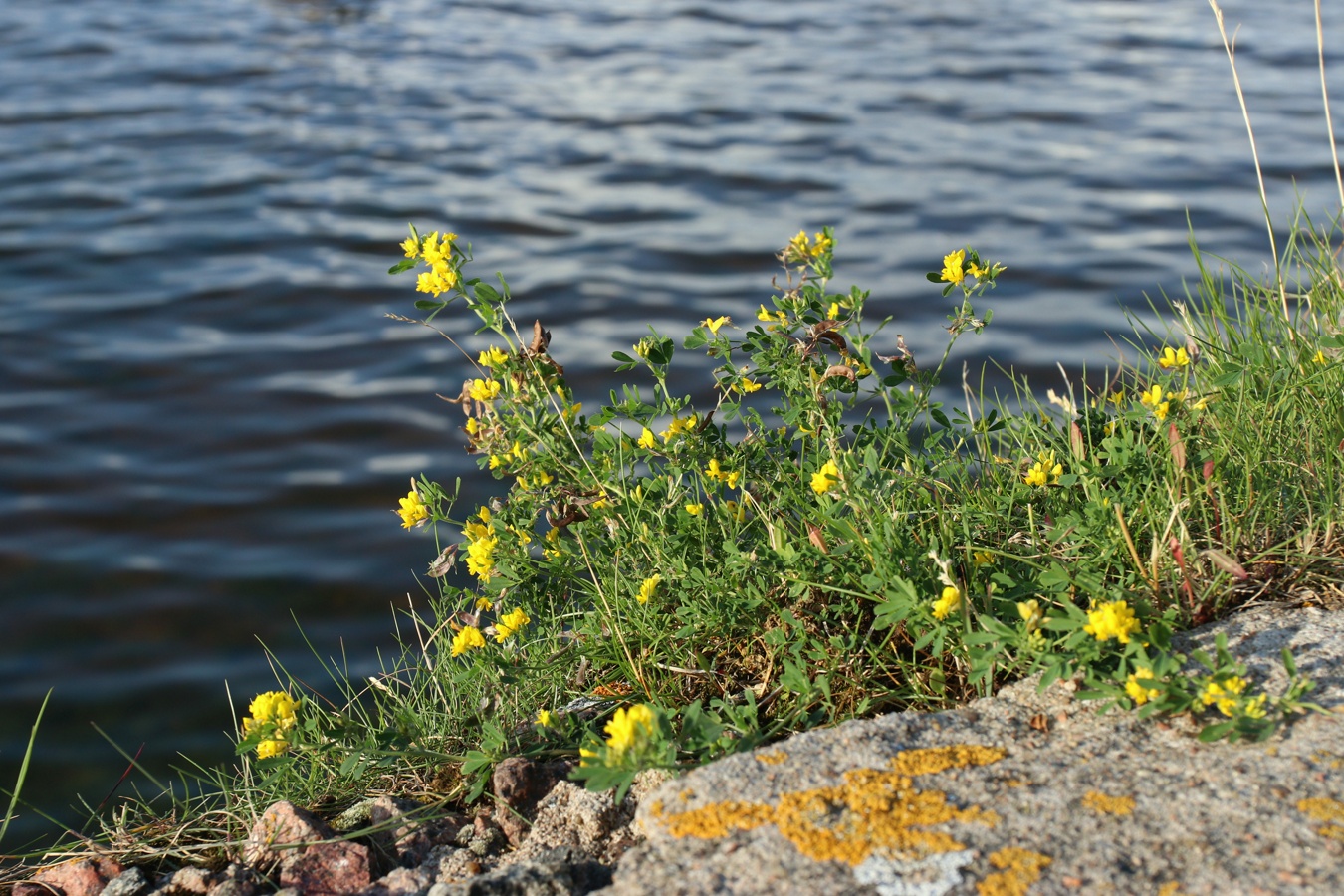 Изображение особи Medicago falcata.