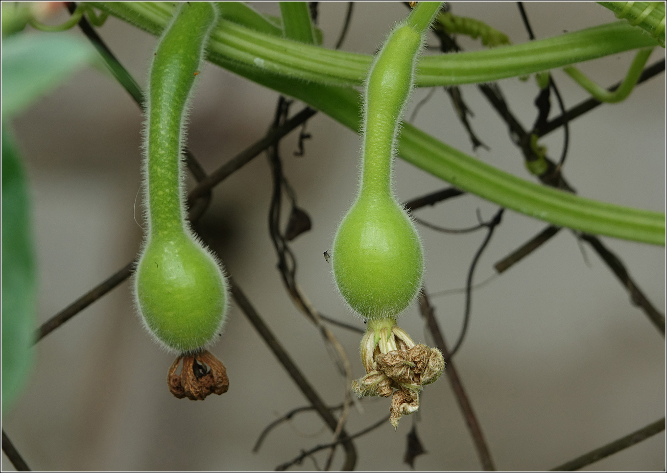 Image of Lagenaria siceraria specimen.