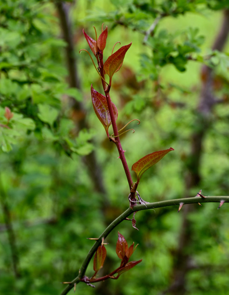 Image of Smilax excelsa specimen.