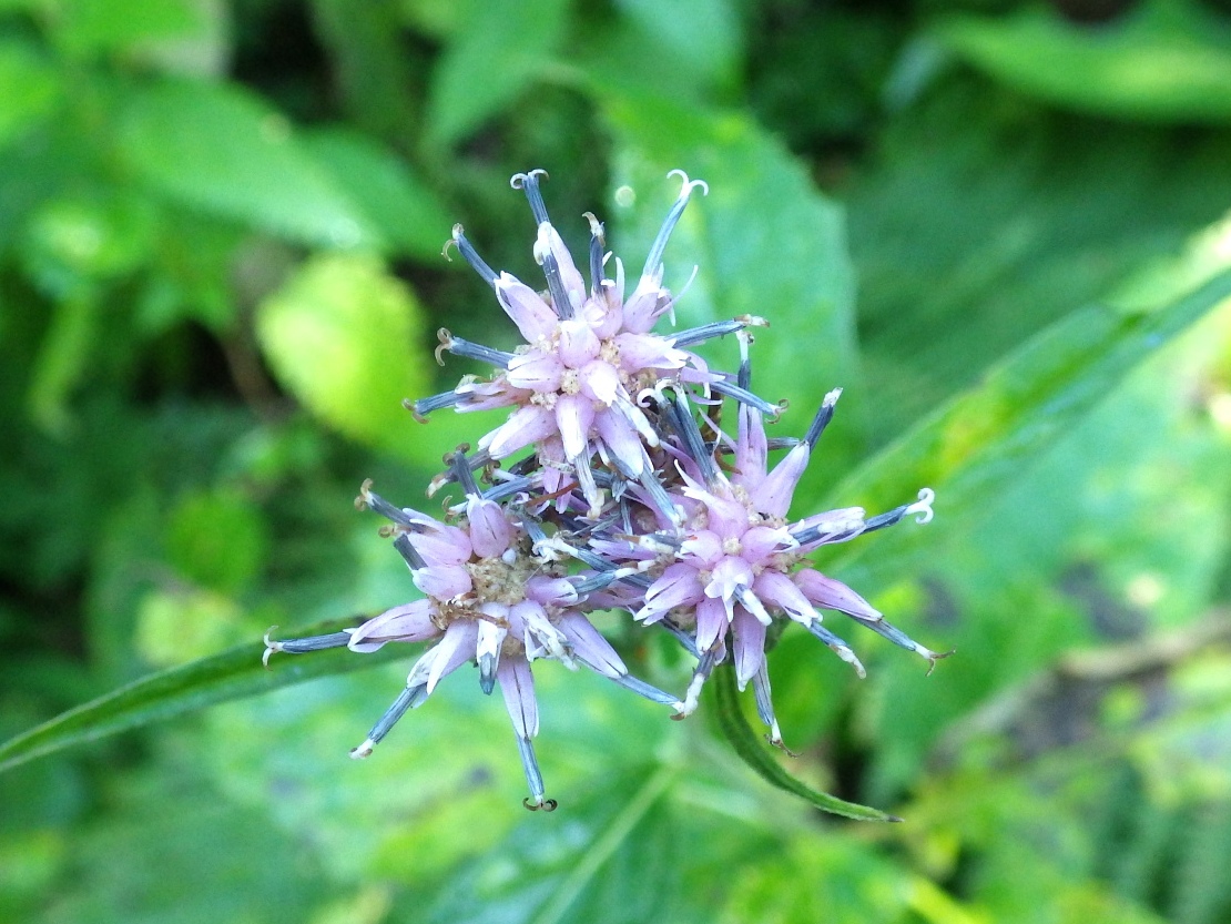 Image of Saussurea latifolia specimen.