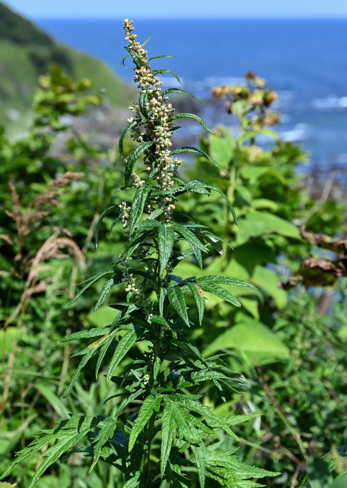 Изображение особи Artemisia opulenta.