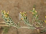 Artemisia marschalliana