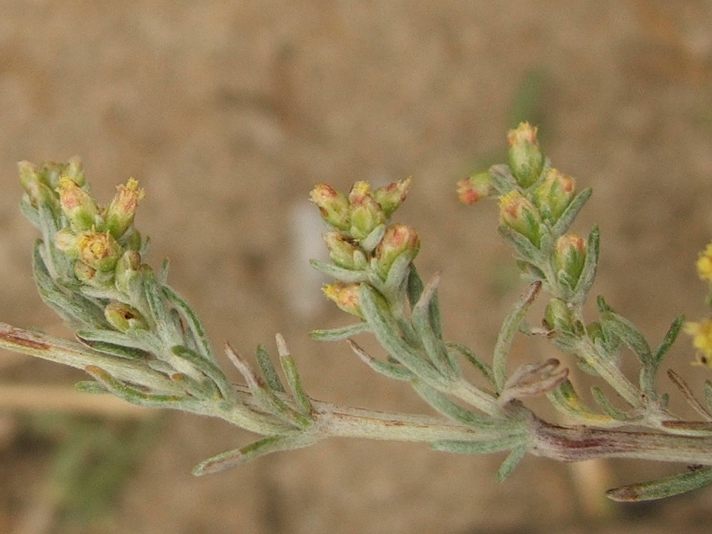 Image of Artemisia marschalliana specimen.
