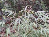 Fargesia rufa