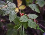 Rubus saxatilis. Плод и листья. Чечня, Шаройский р-н, бассейн р. Цесиахк, долина левого притока ниже водопада, луг. 10 августа 2023 г.