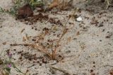 Juncus ambiguus