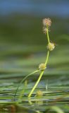 Sparganium × longifolium. Надводная часть соцветия в цвету среди листьев (экземпляр с неразветвлённым соцветием); на соцветии - кормящаяся муха-журчалка. Ленинградская обл., Всеволожский р-н, окр. дер. Юкки, юго-вост. берег оз. Тохколодское; Sparganietum в литоральной зоне — популяция гибрида-полусироты с меньшим участием Sparganium gramineum, в 10 м от уреза воды, песчано-торфянистое дно на глубине около 100 см. 12 августа 2022 г.