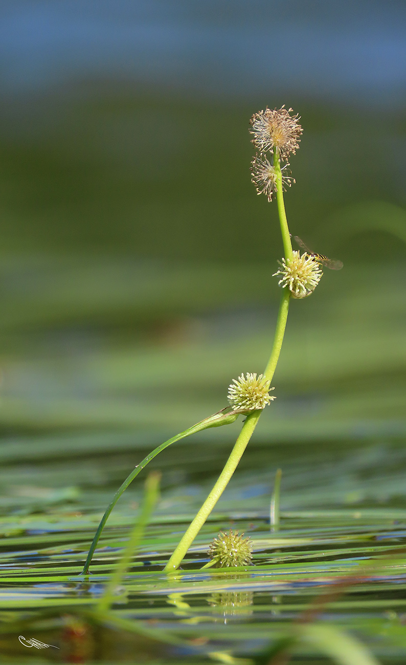 Изображение особи Sparganium &times; longifolium.