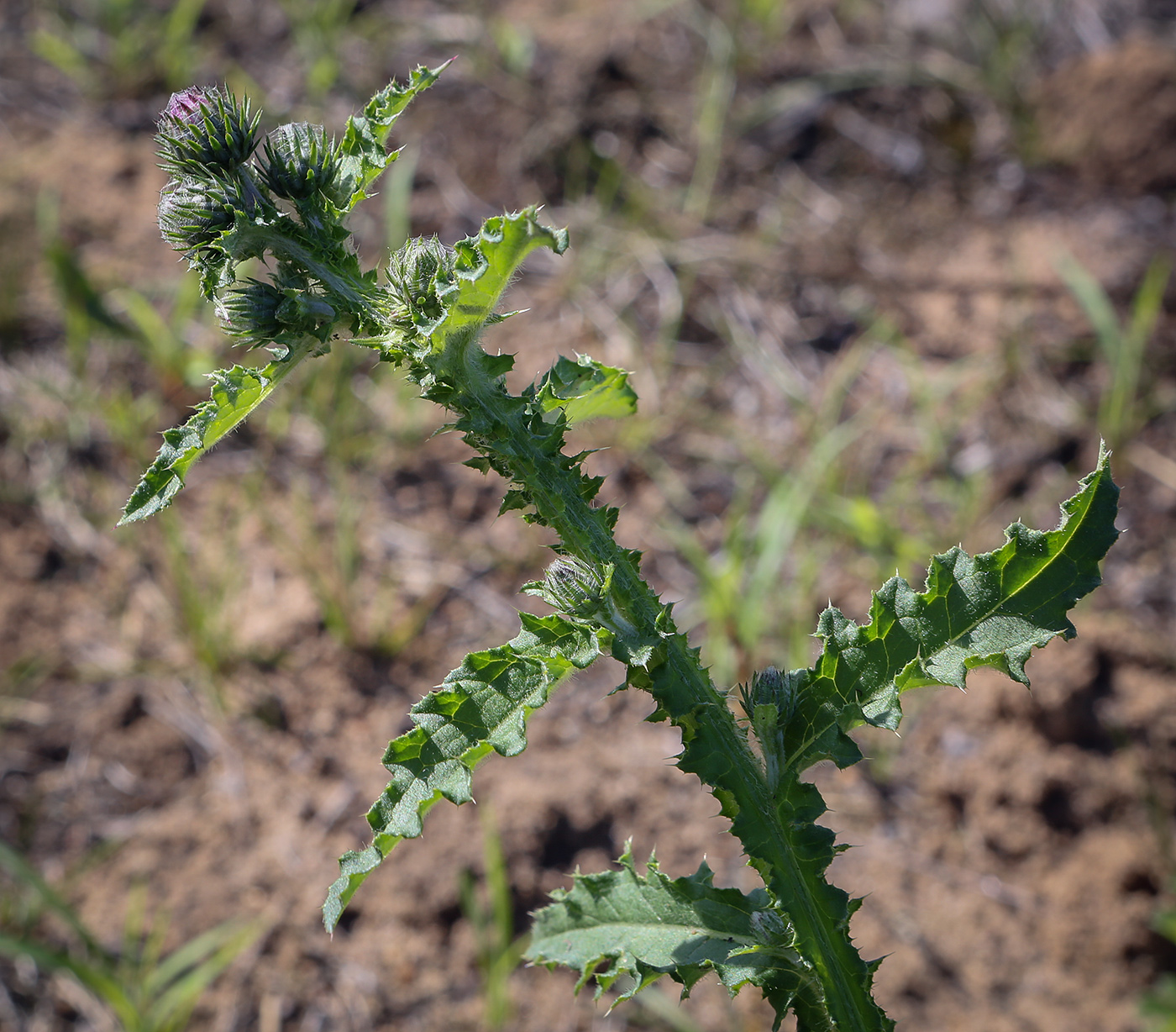 Изображение особи Carduus crispus.