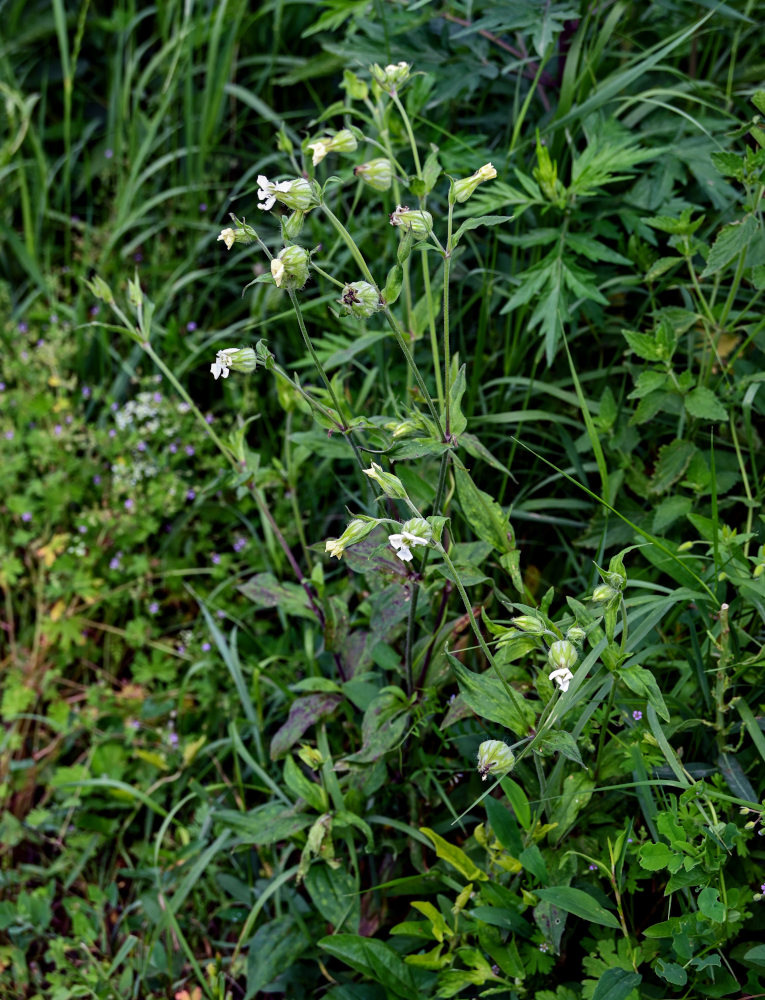 Изображение особи Melandrium latifolium.