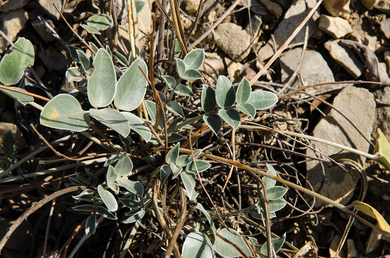 Image of Hedysarum grandiflorum specimen.