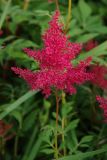 Astilbe japonica