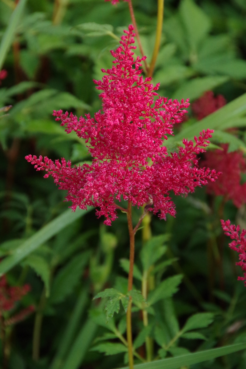 Image of Astilbe japonica specimen.