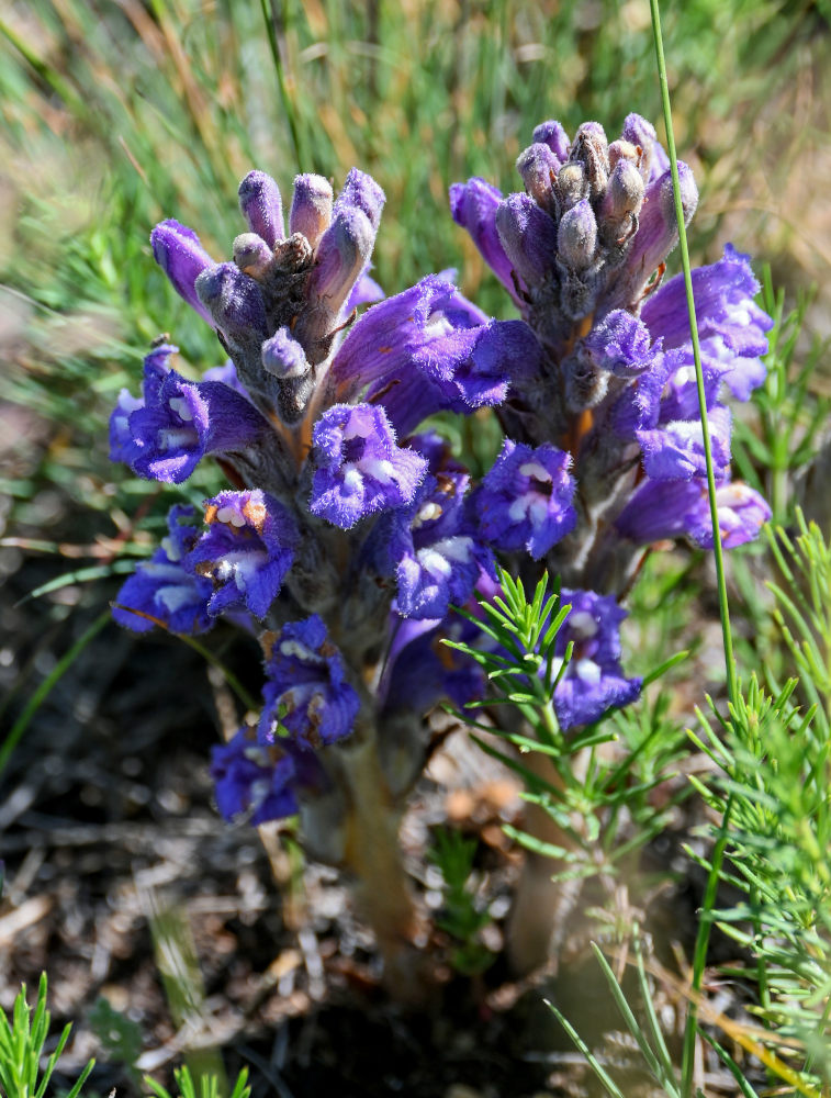 Image of genus Phelipanche specimen.