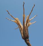 Image of taxon representative. Author is Галина Конечная