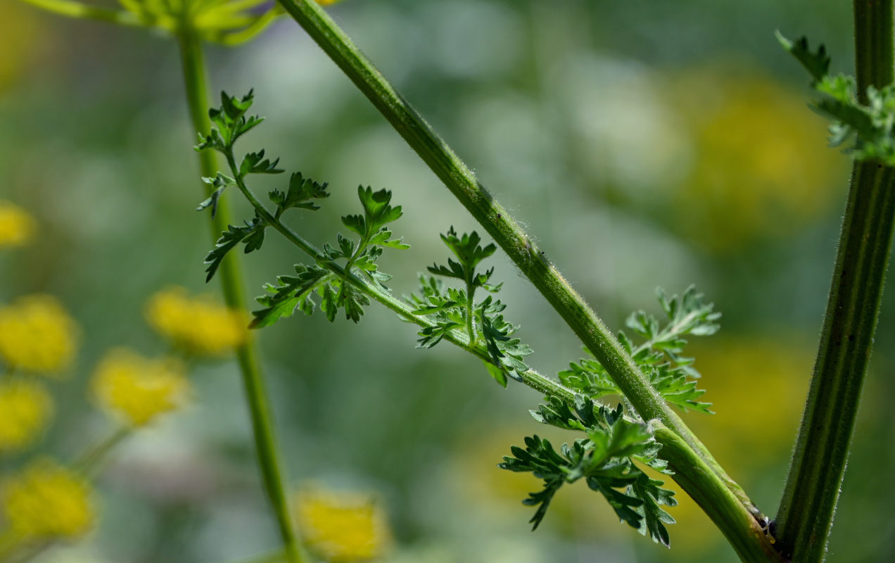 Изображение особи Pastinaca pimpinellifolia.