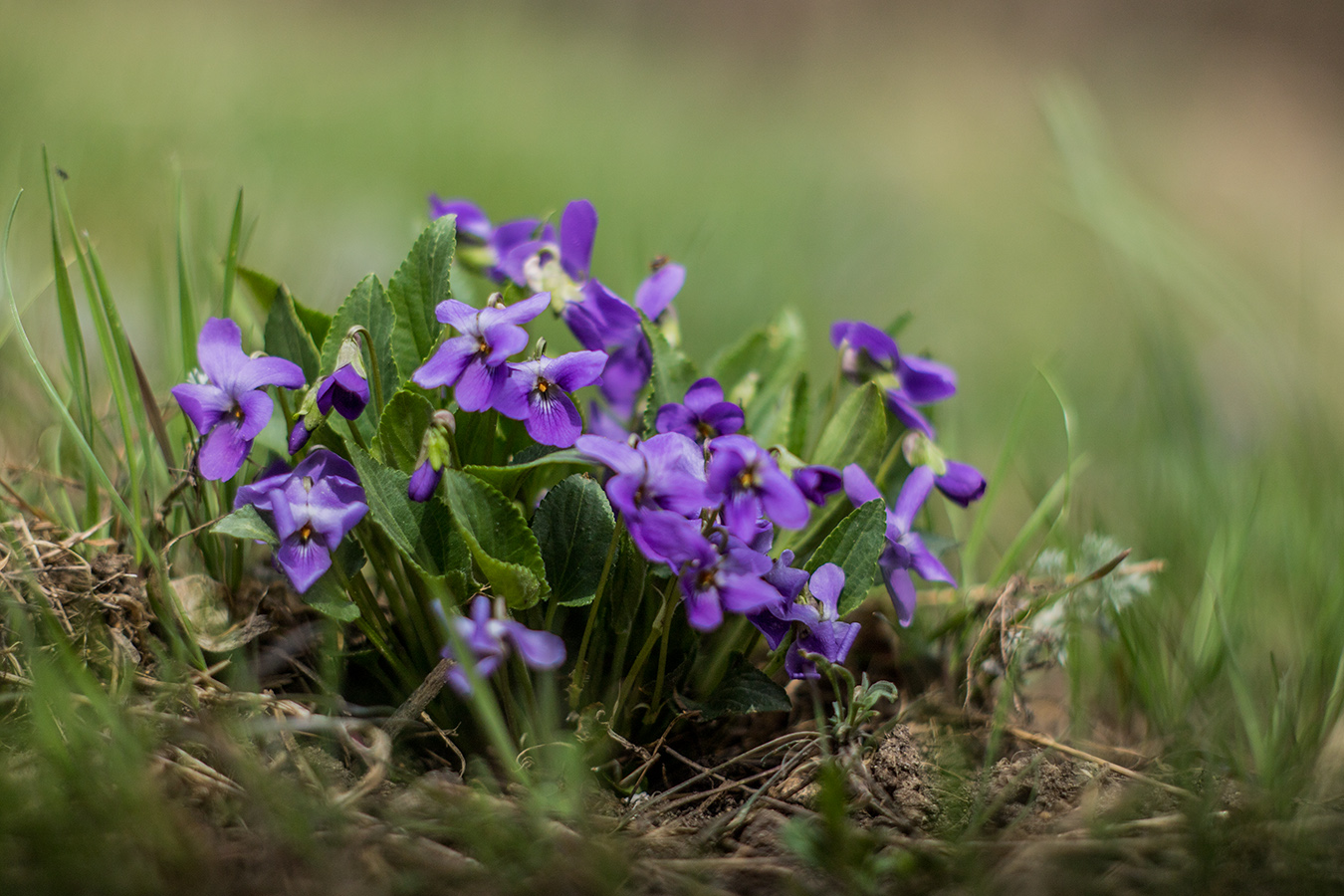 Изображение особи Viola ambigua.