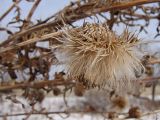 Cirsium pendulum