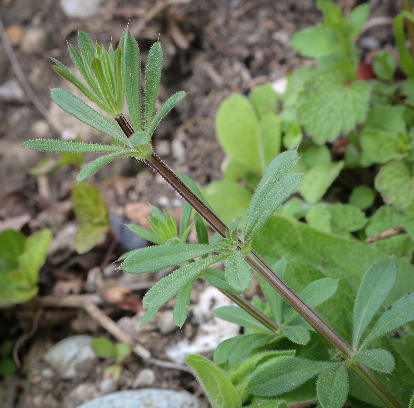 Image of Galium aparine specimen.