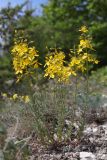 Hypericum elongatum