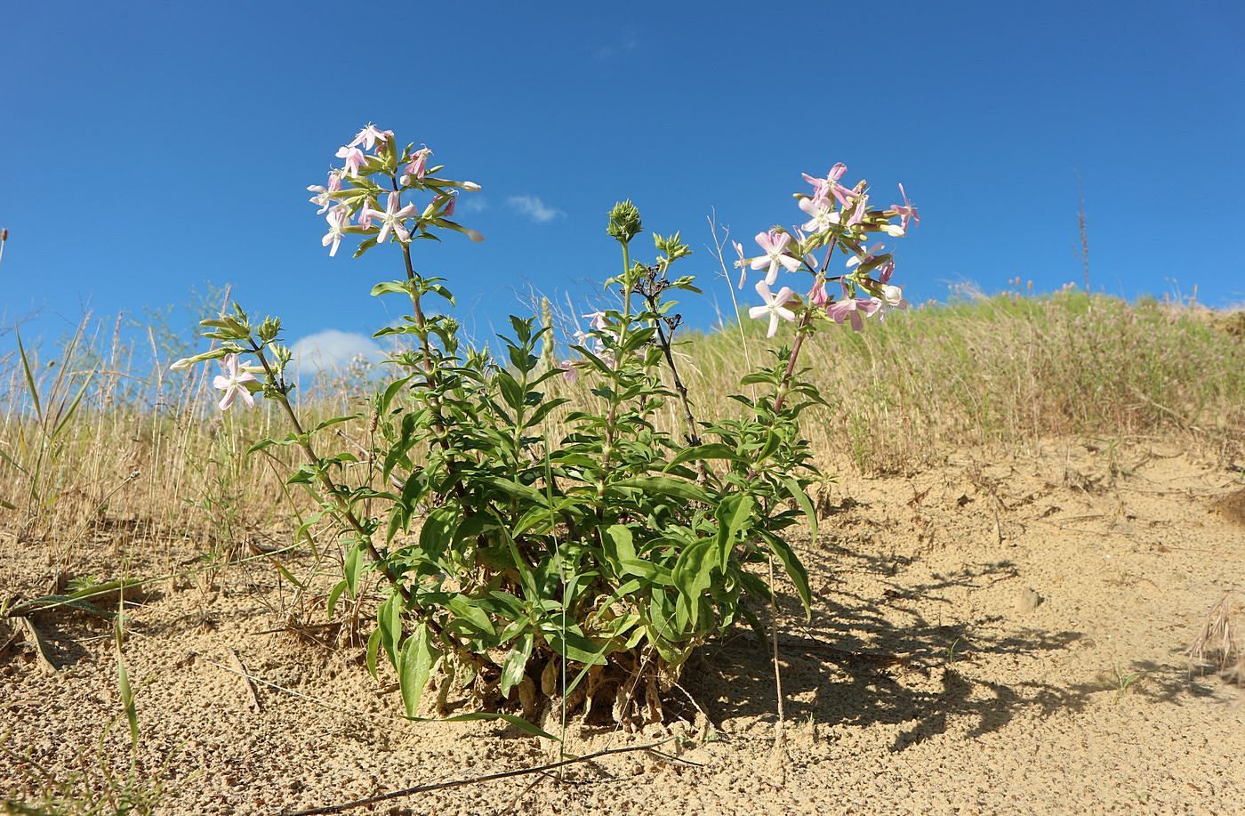 Изображение особи Saponaria officinalis.