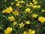Ranunculus repens. Верхушки цветущих растений. Свердловская обл., окр. г. Североуральск, район пос. Третий Северный. 16.06.2007.
