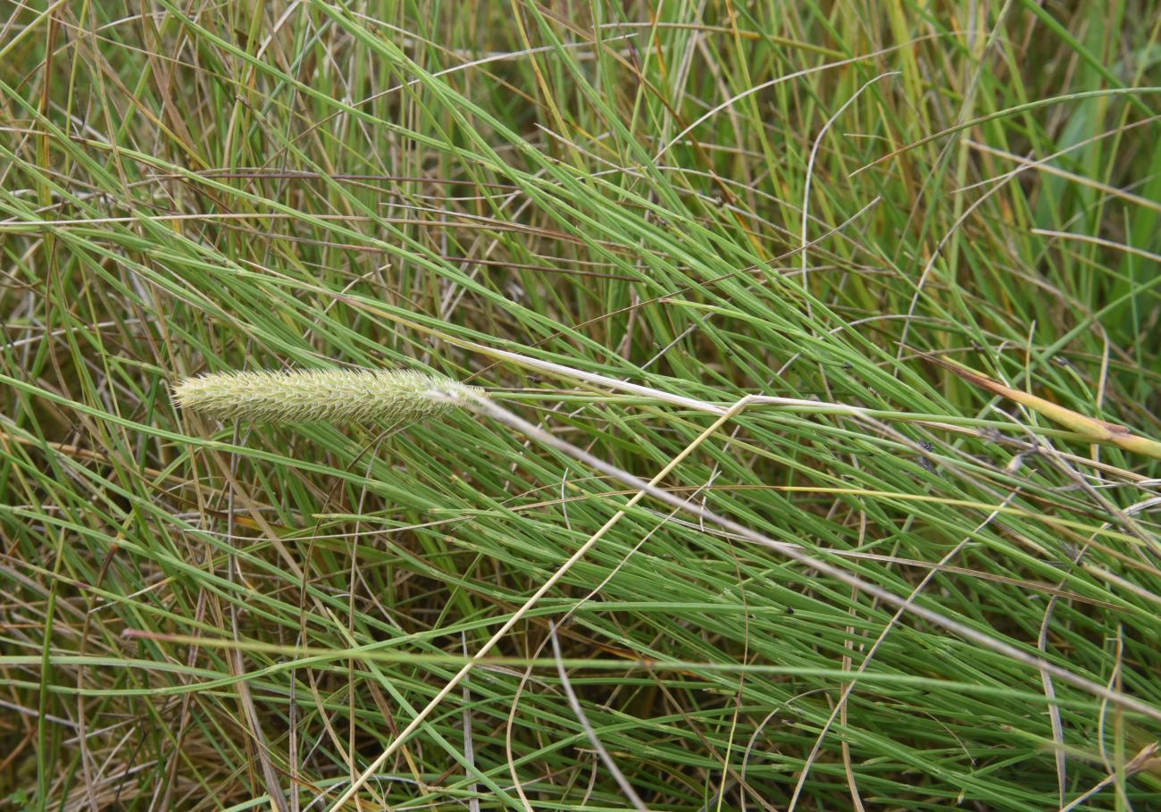 Image of Phleum pratense specimen.