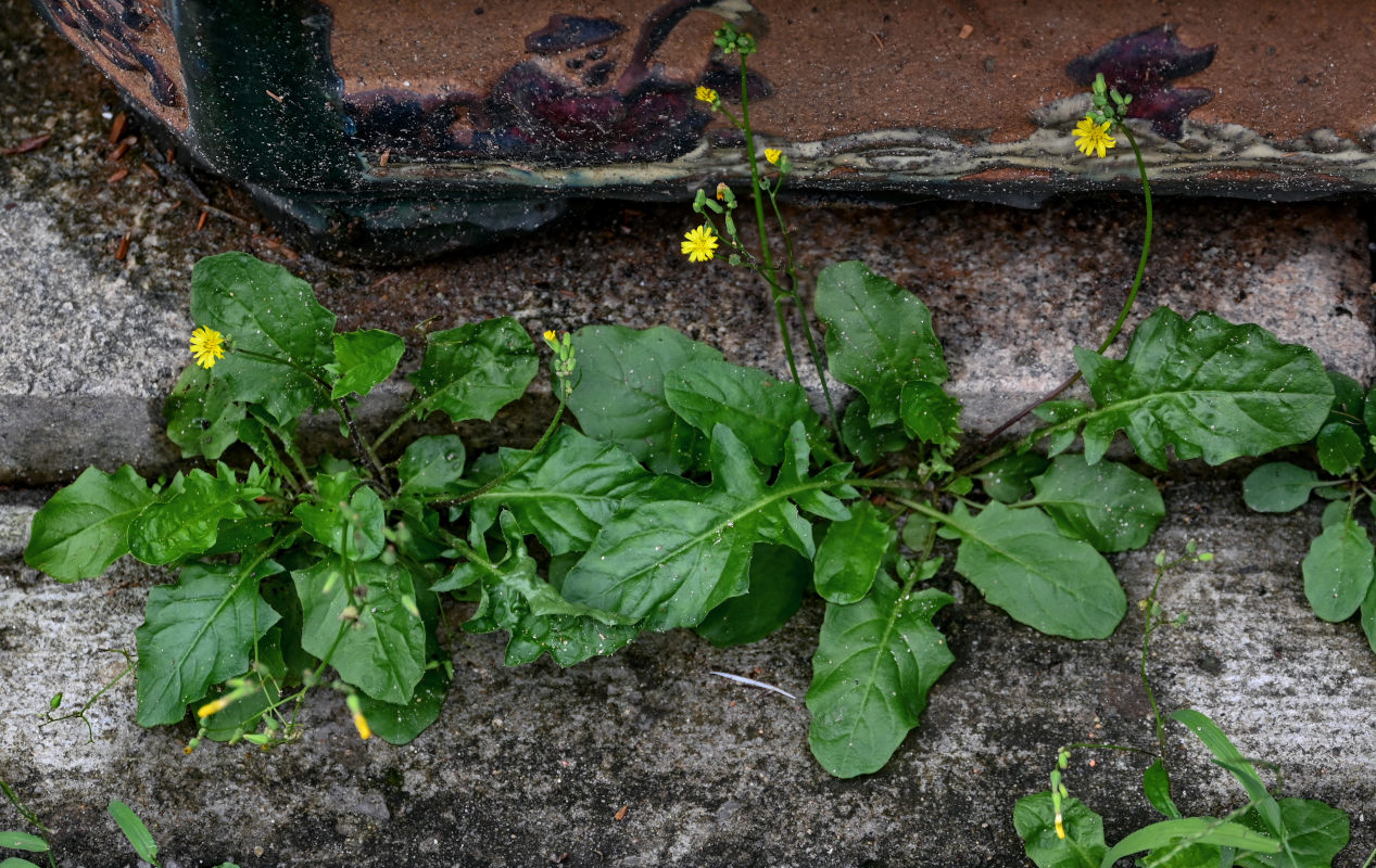 Image of Youngia japonica specimen.