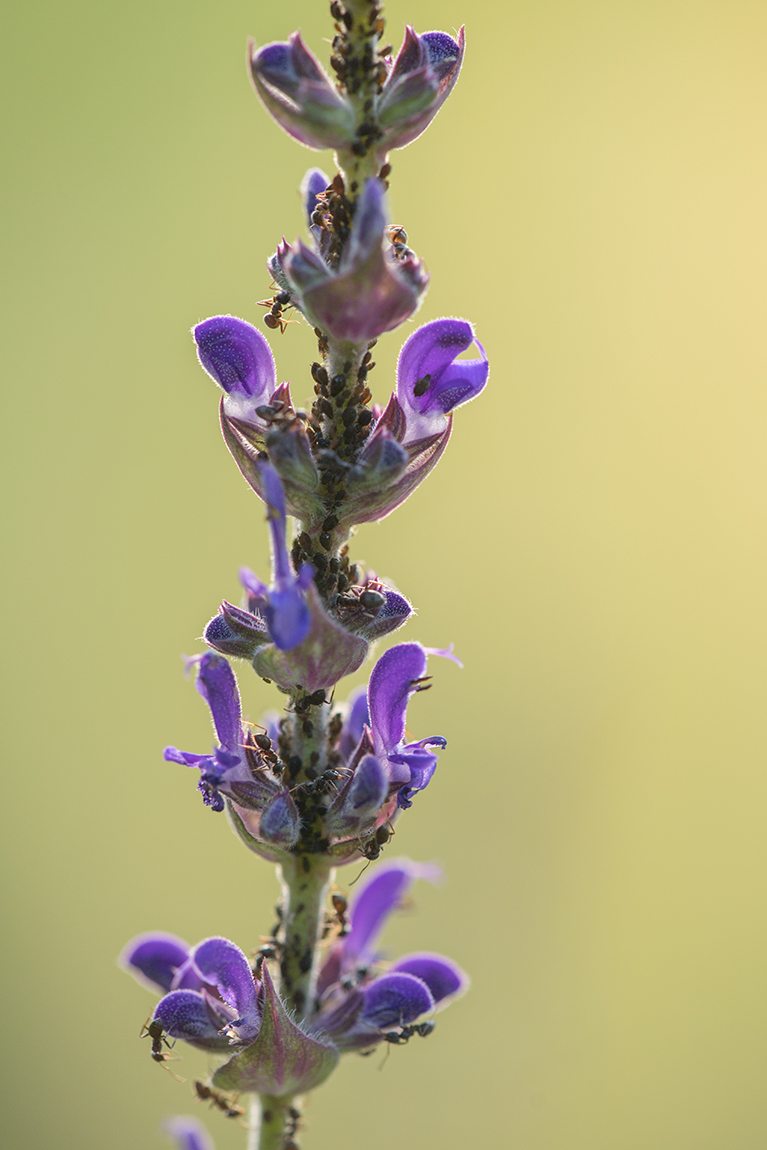 Image of Salvia tesquicola specimen.