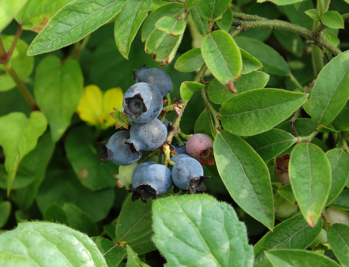 Image of Vaccinium myrtilloides specimen.
