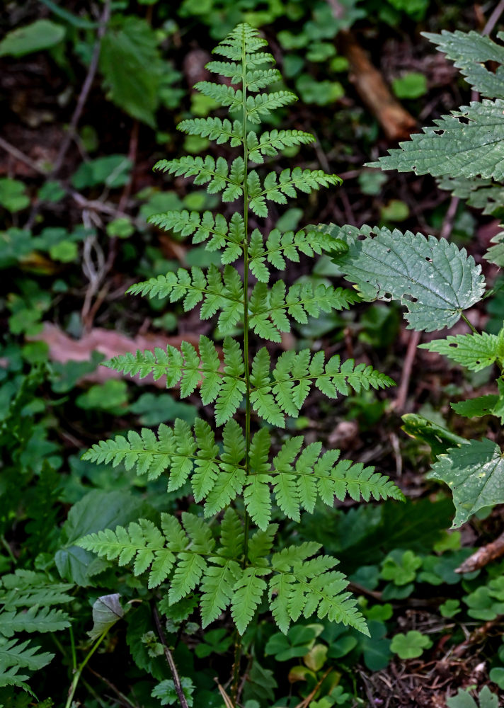 Изображение особи Dryopteris carthusiana.