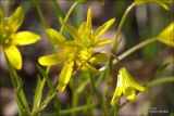 Gagea chrysantha